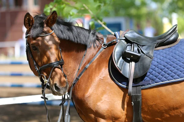 Primer plano de un caballo de puerto durante la competición bajo silla de montar al aire libre — Foto de Stock