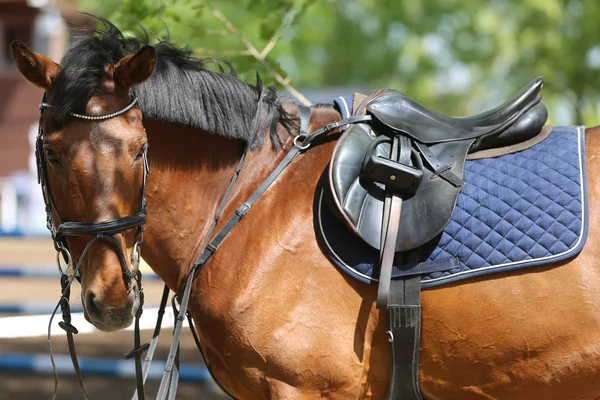 Tutup dari kuda pelabuhan selama kompetisi di bawah sadel luar ruangan — Stok Foto