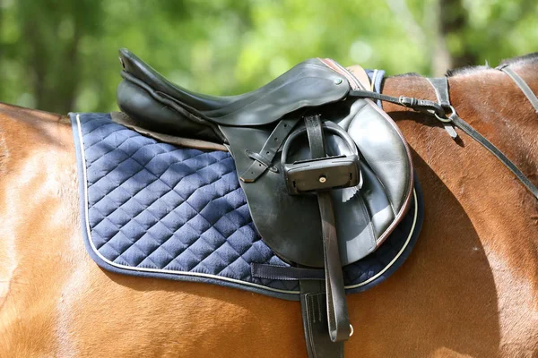 Close-up van een haven paard tijdens competitie onder zadel outdoor — Stockfoto