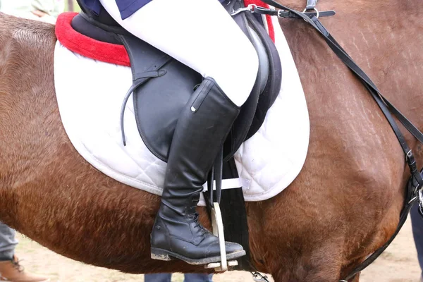 Close-up van een haven paard tijdens competitie onder zadel outdoor — Stockfoto