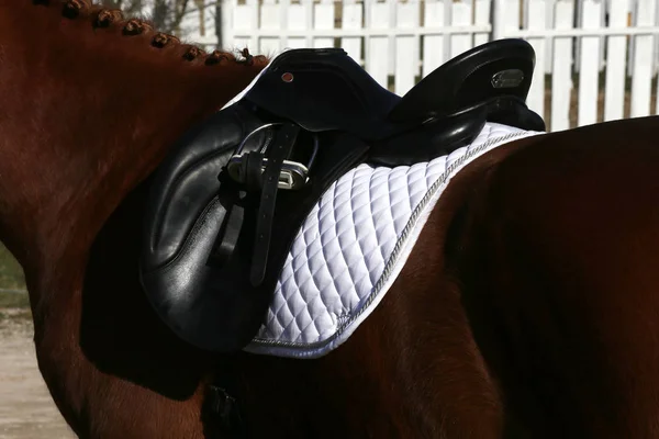Primer plano de un caballo de puerto durante la competición bajo silla de montar al aire libre — Foto de Stock