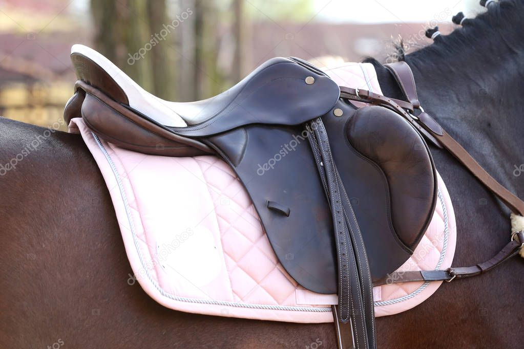 Close up of a port horse during competition under saddle outdoor