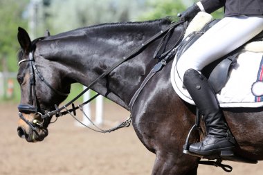 Yarış pistinde hareket güzel gösteri jumper at Portresi