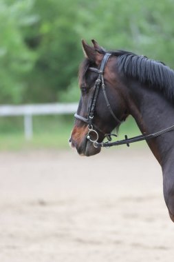 Yarış pistinde hareket güzel gösteri jumper at Portresi