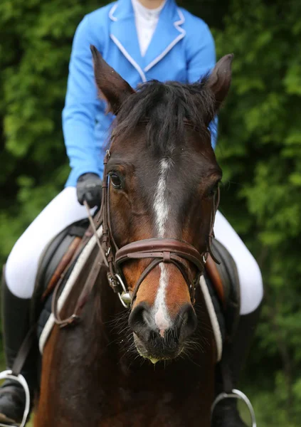 Портрет красивого шоу-джамп коня в русі на гоночній трасі — стокове фото