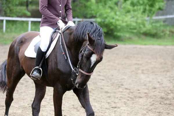 Retrato de hermoso caballo saltador espectáculo en movimiento en pista de carreras — Foto de Stock