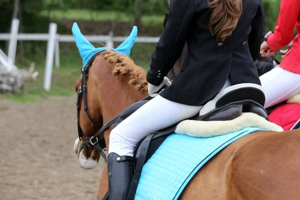 Portrait de beau cheval de saut d'obstacles en mouvement sur piste de course — Photo