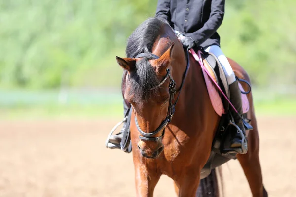 競馬場で動いている美しいショージャンパー馬の肖像画 — ストック写真