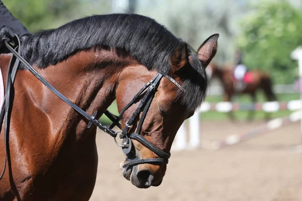 Retrato de hermoso caballo saltador espectáculo en movimiento en pista de carreras — Foto de Stock