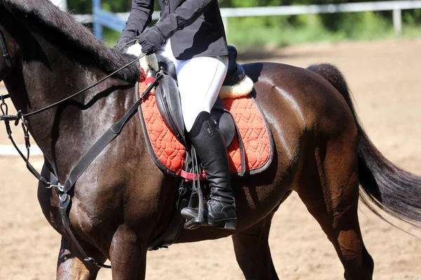 Retrato de hermoso caballo saltador espectáculo en movimiento en pista de carreras — Foto de Stock