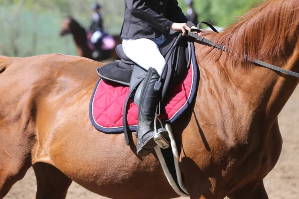 Portrait of beautiful show jumper horse in motion on racing track — Stock Photo, Image