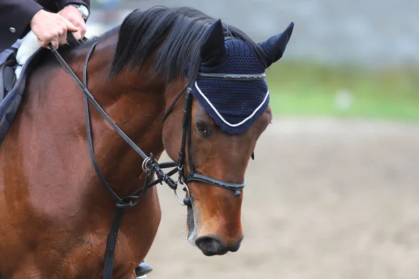 Retrato de hermoso caballo saltador espectáculo en movimiento en pista de carreras — Foto de Stock