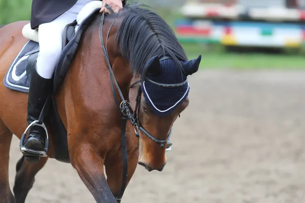 Retrato de hermoso caballo saltador espectáculo en movimiento en pista de carreras — Foto de Stock