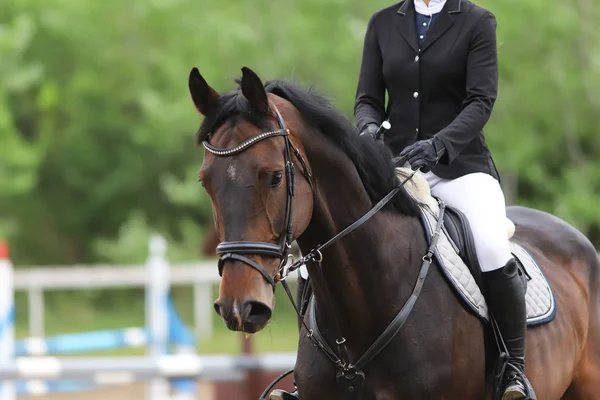 Retrato de belo show jumper cavalo em movimento na pista de corrida — Fotografia de Stock