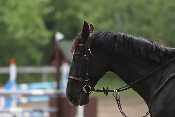 Retrato de belo show jumper cavalo em movimento na pista de corrida — Fotografia de Stock