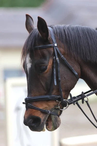 Retrato de belo show jumper cavalo em movimento na pista de corrida — Fotografia de Stock