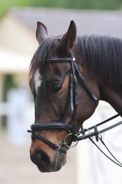 Retrato de hermoso caballo saltador espectáculo en movimiento en pista de carreras — Foto de Stock