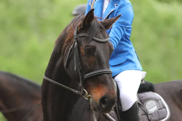 Retrato de belo show jumper cavalo em movimento na pista de corrida — Fotografia de Stock