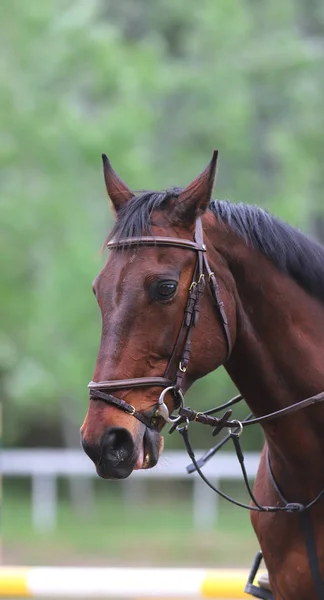 Retrato de hermoso caballo saltador espectáculo en movimiento en pista de carreras —  Fotos de Stock