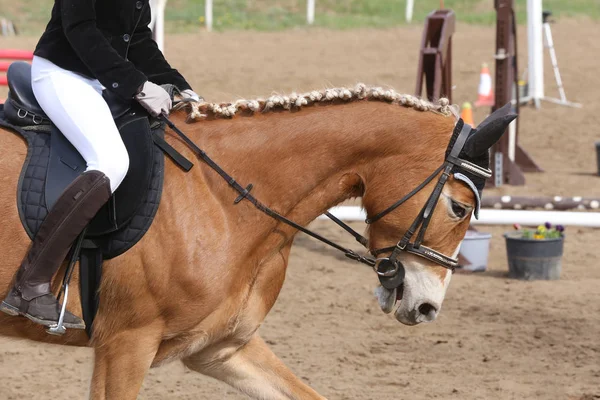 Portrait of beautiful show jumper horse in motion on racing track — Stock Photo, Image