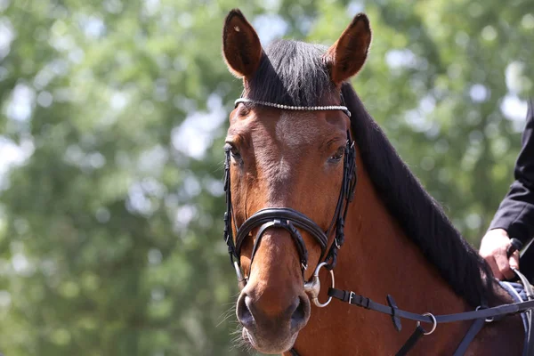 Porträtt av vacker show Jumper Horse in Motion på tävlingsbanan — Stockfoto