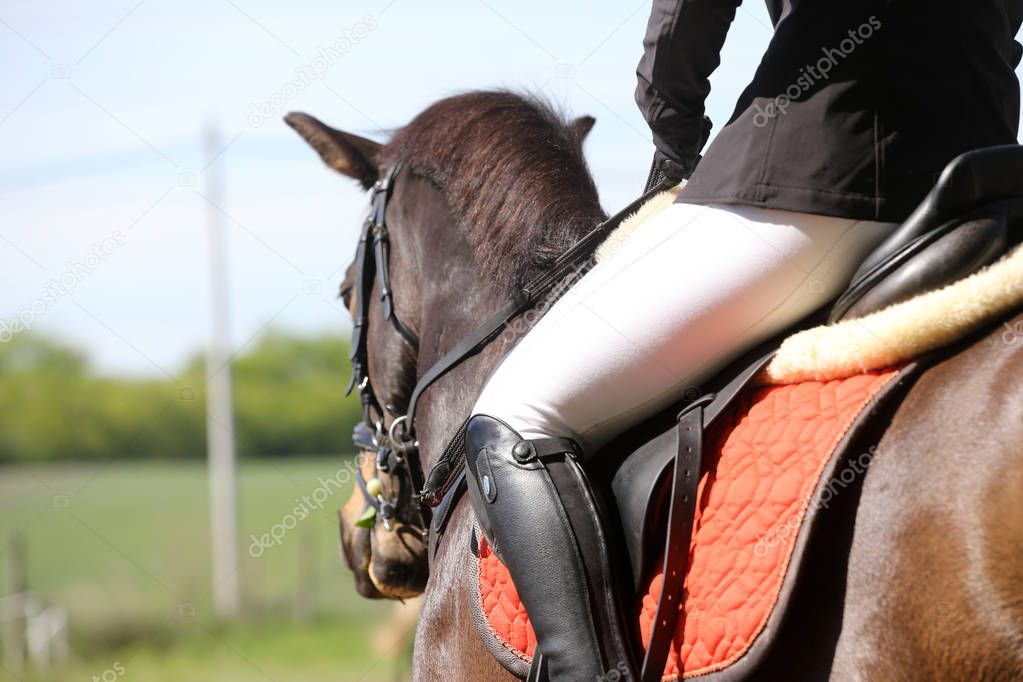 Portrait of beautiful show jumper horse in motion on racing track