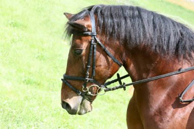 Yarış pistinde hareket güzel gösteri jumper at Portresi