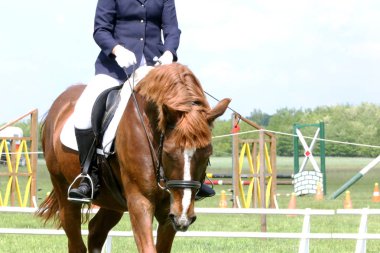 Yarış pistinde hareket güzel gösteri jumper at Portresi