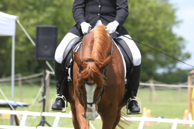 Yarış pistinde hareket güzel gösteri jumper at Portresi