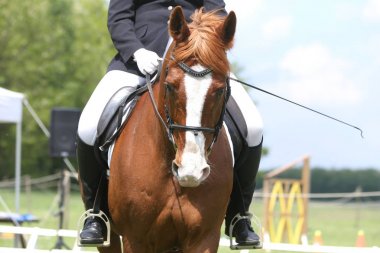 Yarış pistinde hareket güzel gösteri jumper at Portresi