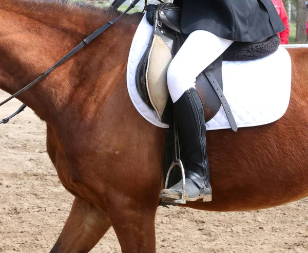 Retrato de hermoso caballo saltador espectáculo en movimiento en pista de carreras — Foto de Stock