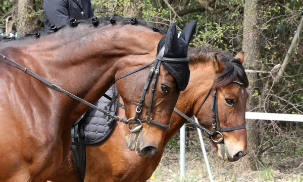 Porträtt av vacker show Jumper Horse in Motion på tävlingsbanan — Stockfoto