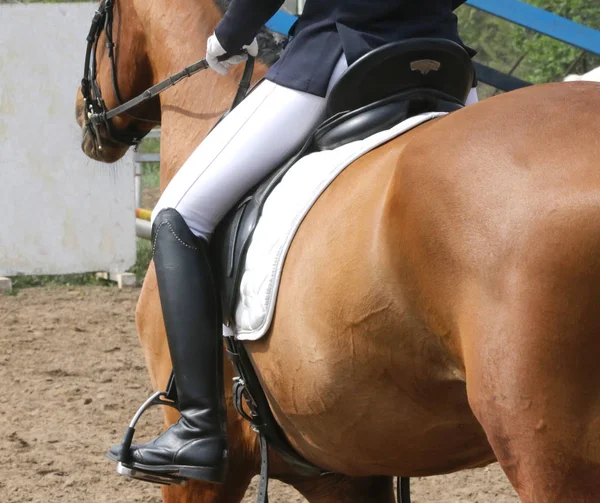 Portrait de beau cheval de saut d'obstacles en mouvement sur piste de course — Photo