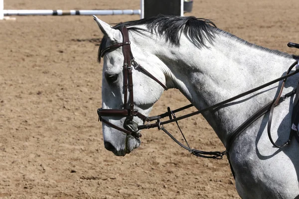 Retrato de belo show jumper cavalo em movimento na pista de corrida — Fotografia de Stock