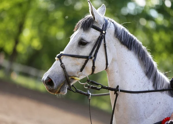 Portrait of beautiful show jumper horse in motion on racing track — Stock Photo, Image