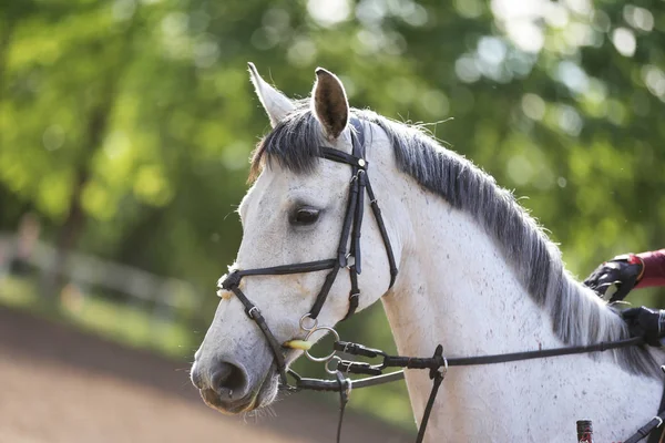 Portret van mooie show jumper paard in beweging op Racing track — Stockfoto
