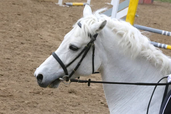 Retrato de hermoso caballo saltador espectáculo en movimiento en pista de carreras —  Fotos de Stock