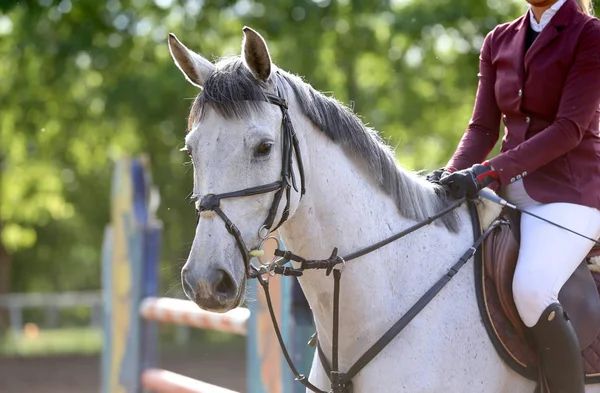 Portret pięknego pokazu skoczka konia w ruchu na torze wyścigowym — Zdjęcie stockowe