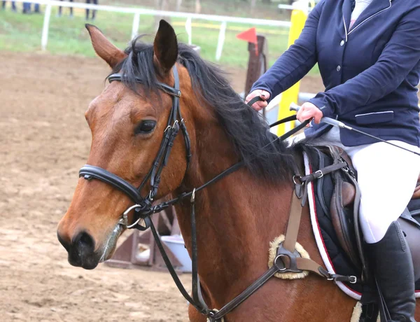 Retrato de belo show jumper cavalo em movimento na pista de corrida — Fotografia de Stock