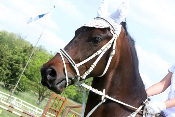 競馬場で動いている美しいショージャンパー馬の肖像画 — ストック写真