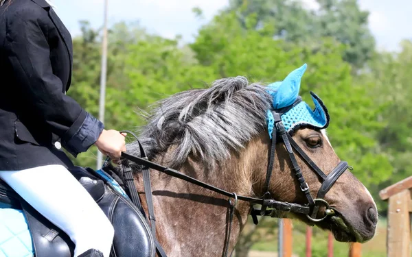 Porträtt av vacker show Jumper Horse in Motion på tävlingsbanan — Stockfoto