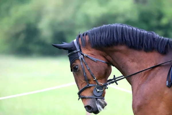 Retrato de hermoso caballo saltador espectáculo en movimiento en pista de carreras — Foto de Stock