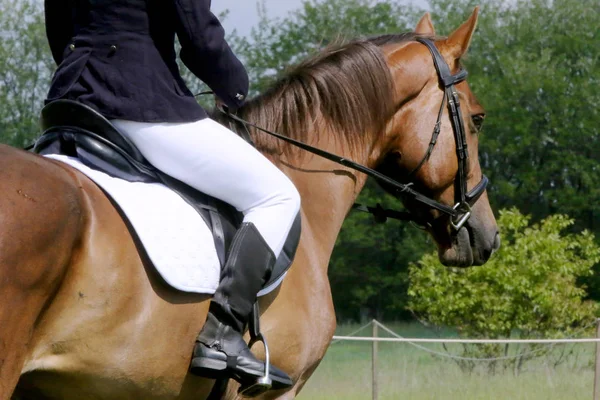 Portrait de beau cheval de saut d'obstacles en mouvement sur piste de course — Photo