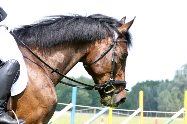 Retrato de hermoso caballo saltador espectáculo en movimiento en pista de carreras — Foto de Stock