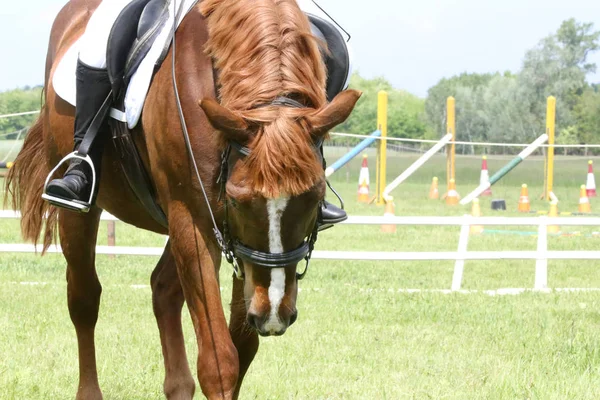 Retrato de hermoso caballo saltador espectáculo en movimiento en pista de carreras —  Fotos de Stock