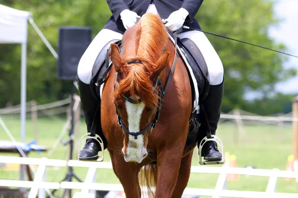 Retrato de hermoso caballo saltador espectáculo en movimiento en pista de carreras — Foto de Stock