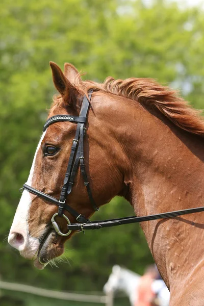 Πορτρέτο του πανέμορφου άλογο Τζάμπερ σε κίνηση στην πίστα αγώνων — Φωτογραφία Αρχείου