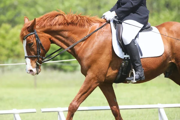 Portret pięknego pokazu skoczka konia w ruchu na torze wyścigowym — Zdjęcie stockowe
