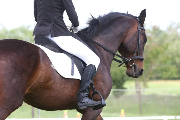 Porträtt av vacker show Jumper Horse in Motion på tävlingsbanan — Stockfoto