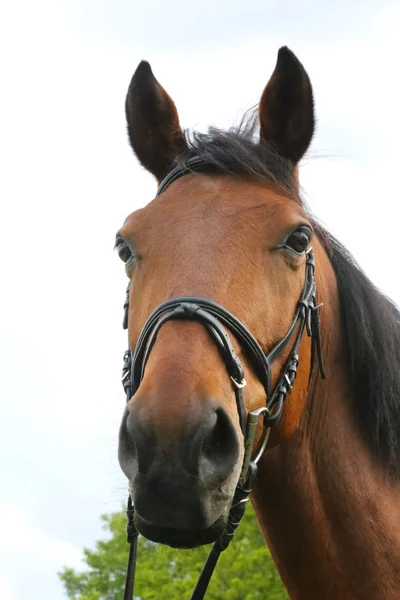 Retrato de belo show jumper cavalo em movimento na pista de corrida — Fotografia de Stock